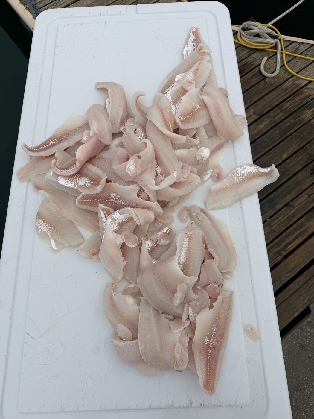 Fresh Lake Erie walleye fillets on the cleaning board after a limit out of Lorain, Ohio, Sir Walleye Charters