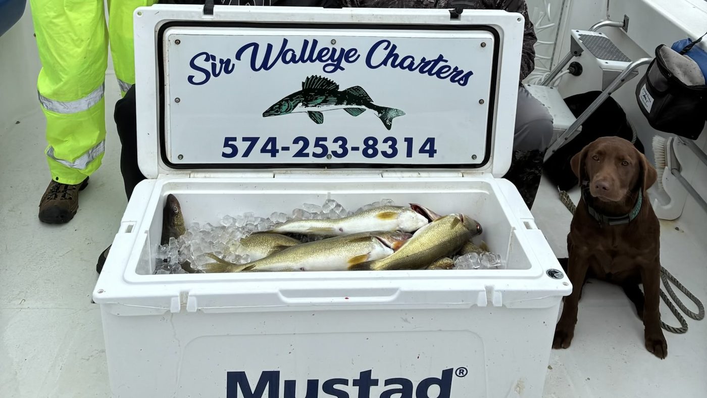 Mustad cooler full of Central Basin Lake Erie walleye aboard Sir Walleye Charters out of Lorain, Ohio, with the boat dog standing by
