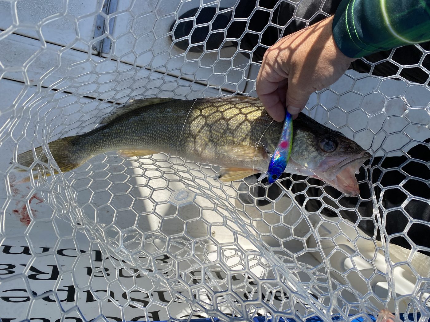Lake Erie walleye in the net with a ripplin' Redfin, aboard Sir Walleye Charters out of Lorain, Ohio