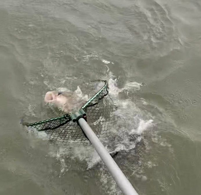 Lake Erie Walleye caught on a jig being netted 