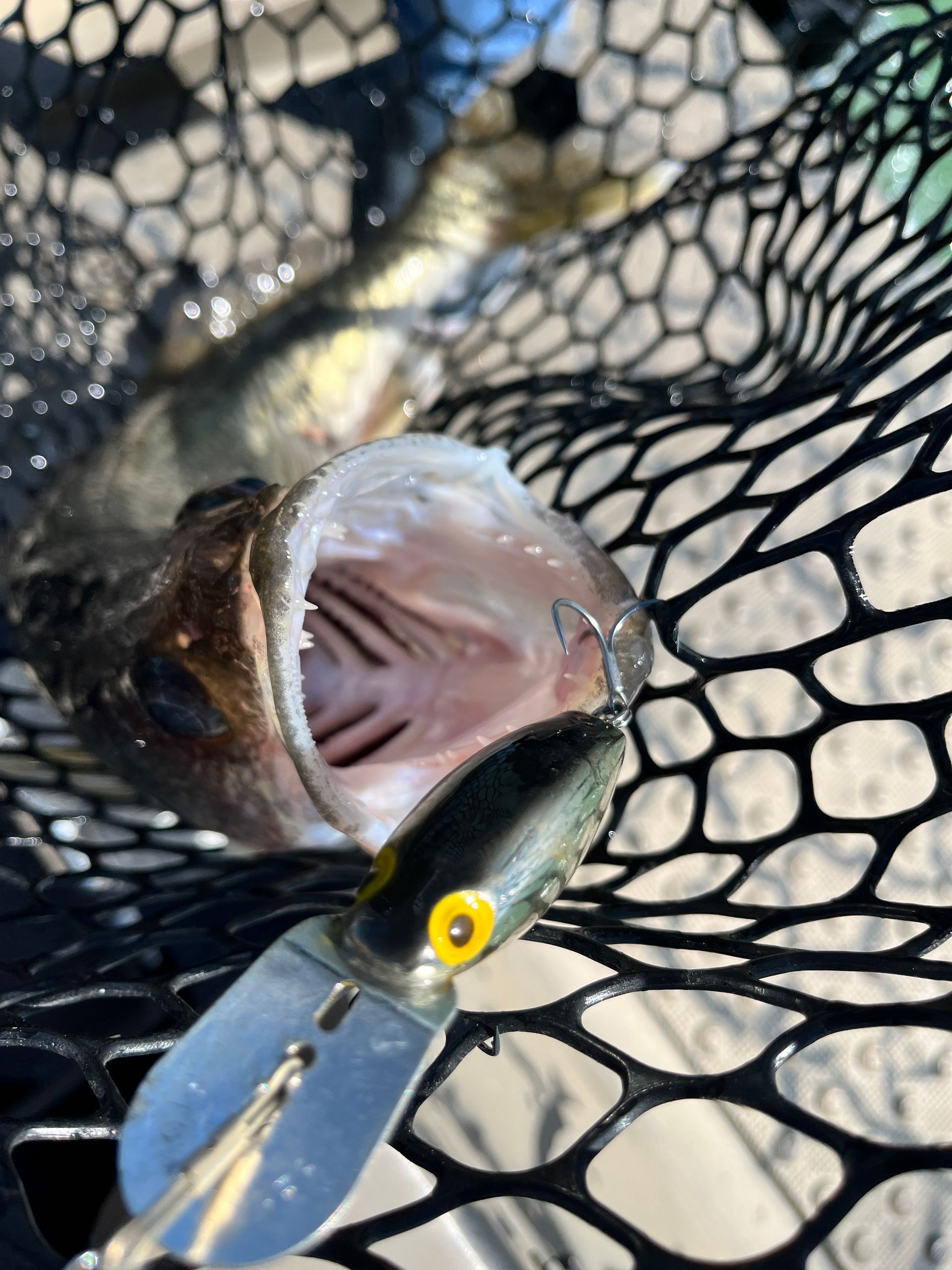 Lake Erie Walleye with a Storm Rattle tot in the mouth 