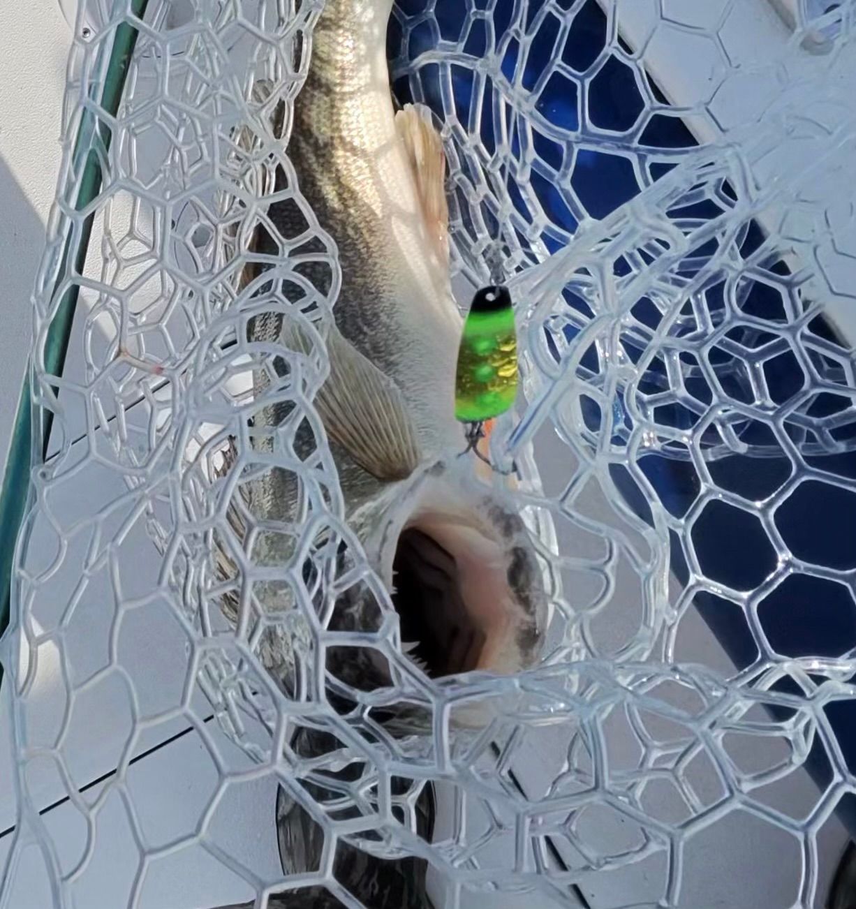 Picture of a Lake Erie Walleye Caught on a Sliver Streak spoon 