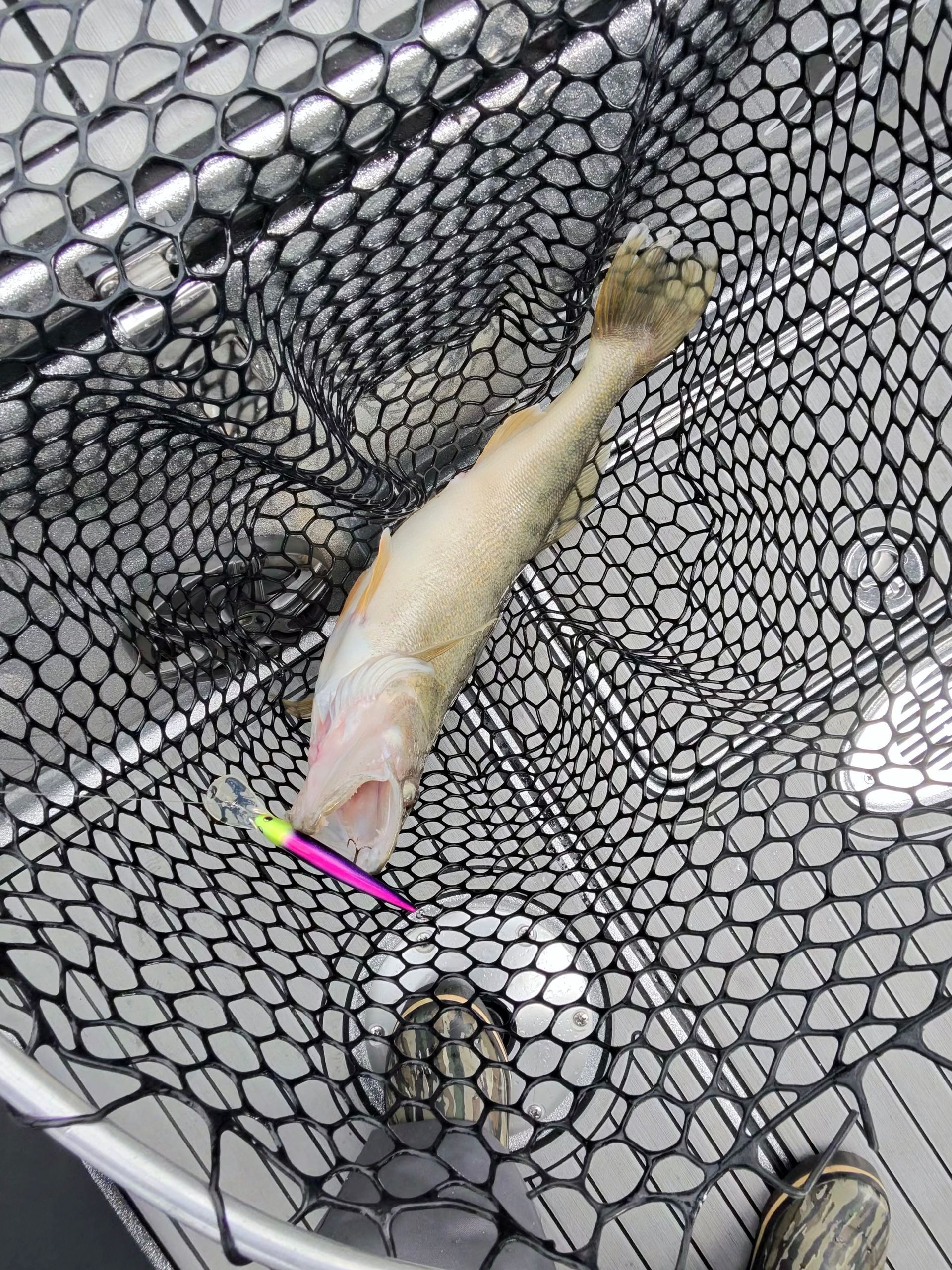 A Lake Erie walleye in the net caught with a purple bandit lure.